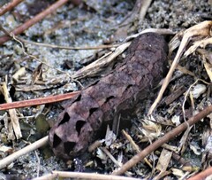 Spodoptera dolichos