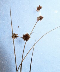 Juncus canadensis