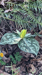 Trillium cuneatum