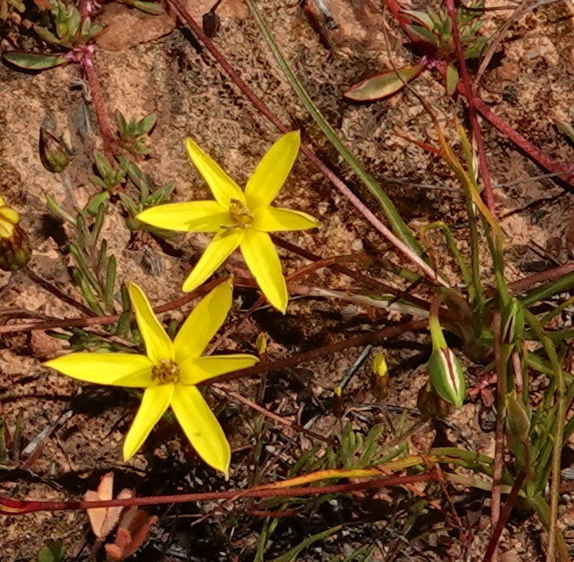 Gold Capestar