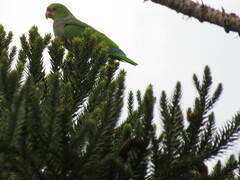 Amazona vinacea