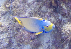 Holacanthus ciliaris