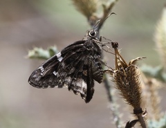 Codatractus arizonensis