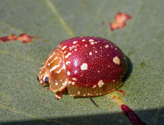 Paropsis marmorea