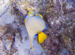 Holacanthus ciliaris