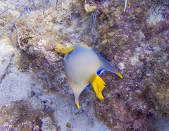 Holacanthus ciliaris