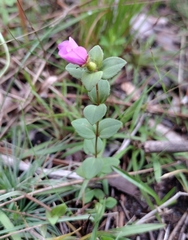 Rhexia nuttallii
