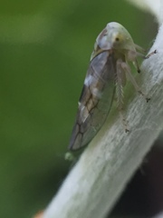 Tremulicerus distinguendus