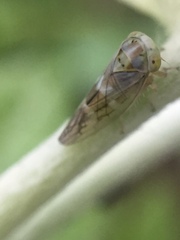 Tremulicerus distinguendus