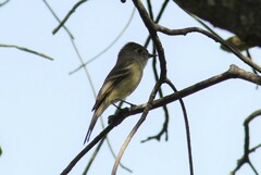 Empidonax hammondii