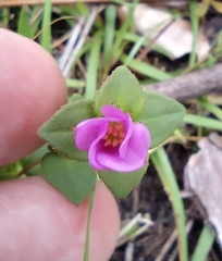 Rhexia nuttallii