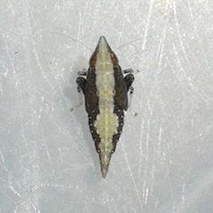 Scaphytopius