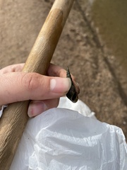 Melanoides tuberculata