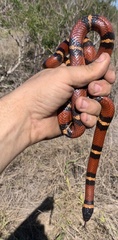 Lampropeltis annulata