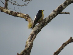 Melanerpes flavifrons