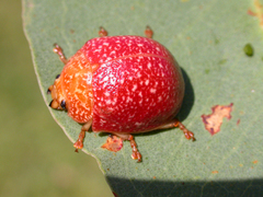 Paropsis wilsoni