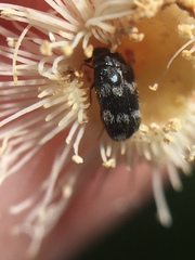 Trogoderma signatum