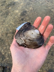 Lasmigona complanata