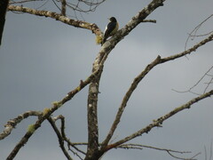 Melanerpes flavifrons