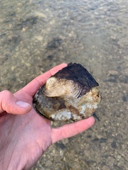 Lasmigona complanata