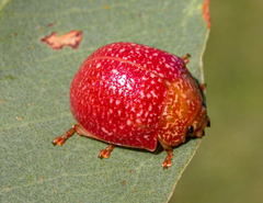 Paropsis wilsoni