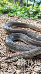 Mastigodryas melanolomus