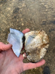 Lasmigona complanata