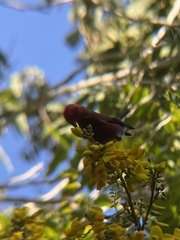 Himatione sanguinea