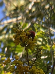Himatione sanguinea