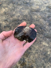 Lasmigona complanata