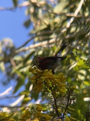 Himatione sanguinea