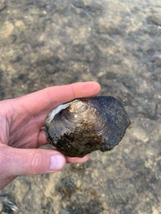 Lasmigona complanata