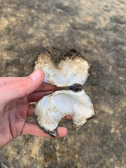 Lasmigona complanata