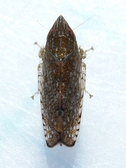 Scaphytopius acutus