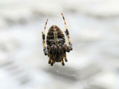 Neoscona orizabensis