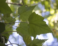 Corynabutilon vitifolium