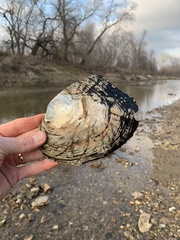 Lasmigona complanata