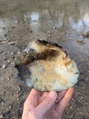 Lasmigona complanata