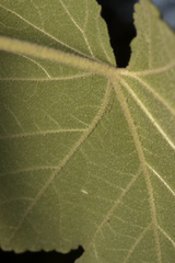 Corynabutilon vitifolium