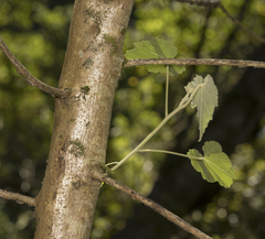 Corynabutilon vitifolium