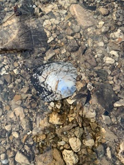 Lasmigona complanata