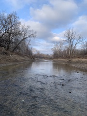 Lasmigona complanata