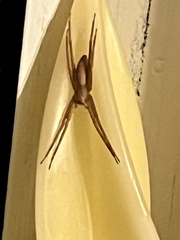 Pisaurina