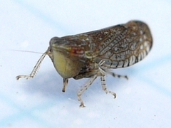 Scaphytopius acutus