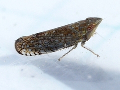 Scaphytopius acutus