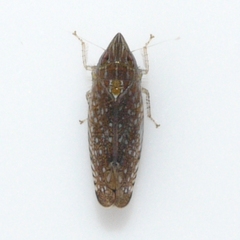 Scaphytopius acutus