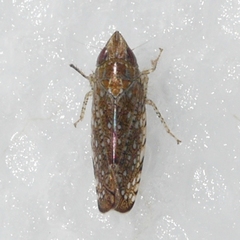 Scaphytopius acutus