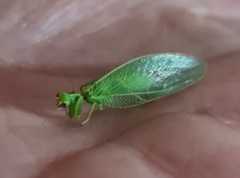 Drepanicus chrysopinus