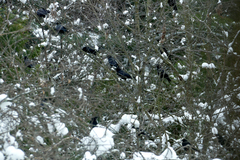 Corvus brachyrhynchos