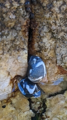 Echinolittorina peruviana